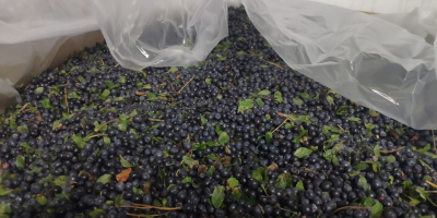 Białoruska organizacja oferuje dostawę: Mrożone nieobrane jagody. Żniwa 2022