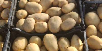 Ziemniaki z Albanii gotowe do eksportu. Możliwe są różne