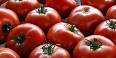 Hurtownia pomidorów z Maroka. Minimalna wielkość zamówienia to 21