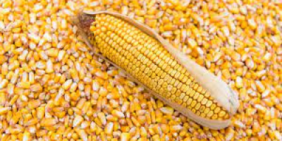 Witam, ukraińska firma oferuje różne rodzaje zbóż m.in. kukurydzę,
