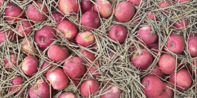 Posiadamy 17 ton jabłek Idared. Bułgarska, soczysta o niesamowitym