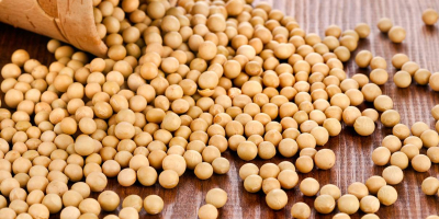 Najwyższej jakości soja GMO/non-GMO, zbiory 2022, produkt przeszedł kontrolę
