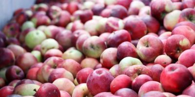 Mat AGRI FRUITS dostarczy duże ilości jabłek na musy,