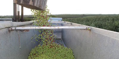 Mat AGRI FRUITS dostarczy duże ilości jabłek na musy,