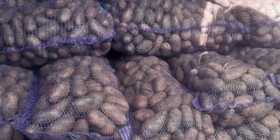 Witam wszystkich, gospodarstwo sprzedaje ilości ukraińskich ziemniaków spożywczych klasy