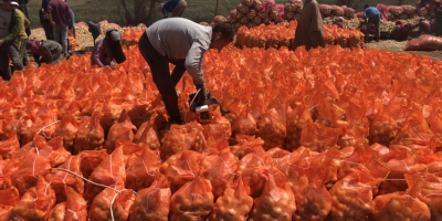 Golden Onions by AfriGoodGrow Co | Origin: Egypt |