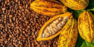 Oferujemy naturalne suszone ziarna kakaowe z lasów deszczowych Afryki