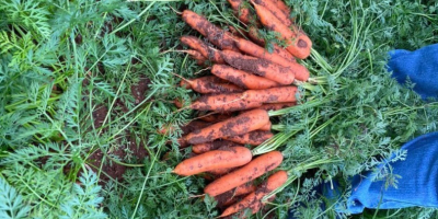 Best quality carrots. Greek production contact through&nbsp;