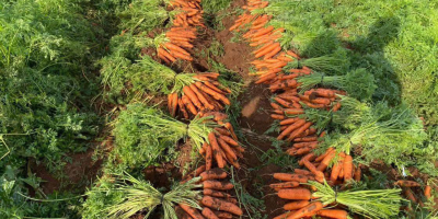 Best quality carrots. Greek production contact through&nbsp;