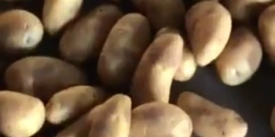 Nasza firma Minoas importuje ziemniaki i cebulę z Egiptu.