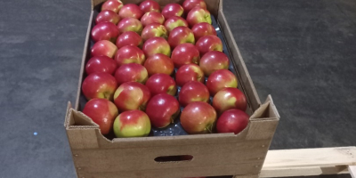 We offer apples for sale: Idared, Jonaprince, Golden, Gala,