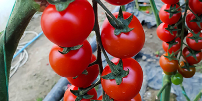 Wysokiej jakości pomidory (czerwone, różowe, wiśniowe, czarne) z Albanii