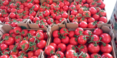 Wysokiej jakości pomidory (czerwone, różowe, wiśniowe, czarne) z Albanii