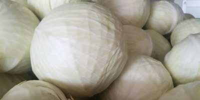 Kapusta biała i inne warzywa eksport dużych ilości Kapusta