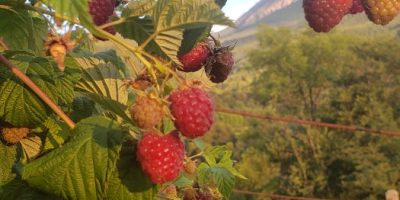 Mrożone maliny Willamette Jakość 90/10 (może być też 95/5)