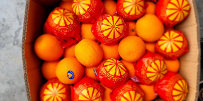 Oferujemy Państwu soczyste pomarańcze Valencia prosto z Egiptu Pierwsza