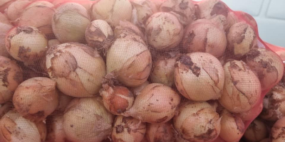 Sprzedam marchew na brudno -handlową .kal. 2 -5 ,