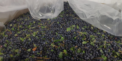 Białoruskie przedsiębiorstwo oferuje dostawę: Mrożone nieobrane jagody. Żniwa 2022