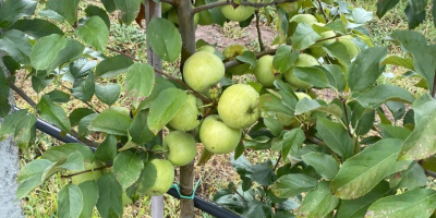 Poszukujemy nowych współpracowników! Organicznie certyfikowane jabłka Golden Delicious. Super