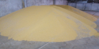 Producent rolny sprzedaje gorczycę żółtą pakowaną w Big Bagi