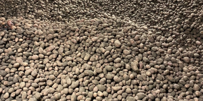 Od wrześnie mamy dostępne 10.000 ton ziemniak&oacute;w. Nawiążemy wsp&oacute;łpracę