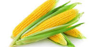 I offer for sale dry corn with very good