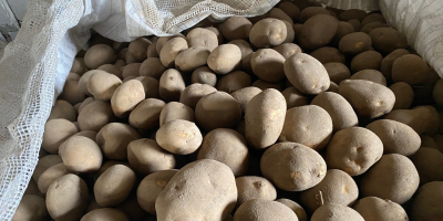 Nuo rugsėjo mėnesio turime 10 000 tonų bulvių. Vineta