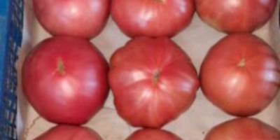 Bardzo smaczne różowe pomidory / pomidory befsztykowe. Własna produkcja