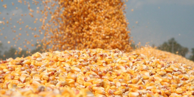 Sprzedam 30 ton dobrej jakości suchej kukurydzy.Cena 1 leja/0,20euro/kg