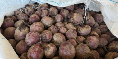 Firma Polish-vegetables.eu oferuje buraki ćwikłowe. Kaliber 5-9. Worki 10