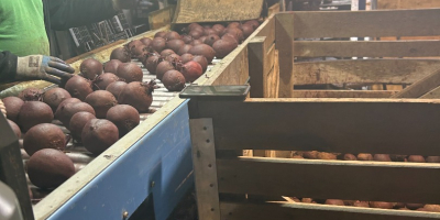 Firma Polish-vegetables.eu oferuje buraki ćwikłowe. Kaliber 5-9. Worki 10