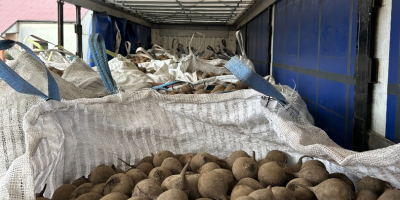 Firma Polish-vegetables.eu oferuje buraki ćwikłowe. Kaliber 5-9. Worki 10