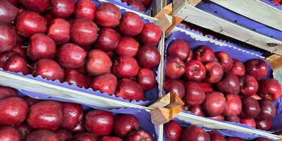 Firma polish-vegetables.eu oferuje cebulę. Kaliber 50+ w workach 15