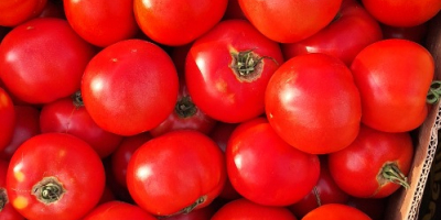 Jakość, produkty sezonowe. Posiadamy 2 fotowoltaiki pełne pomidorów, odmian