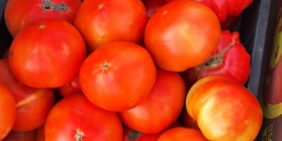 Jakość, produkty sezonowe. Posiadamy 2 fotowoltaiki pełne pomidorów, odmian