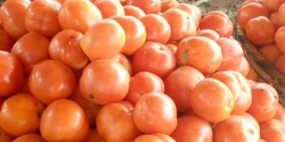 Jesteśmy uznanymi producentami pomidorów. Nasze produkty to wyłącznie ekologiczne