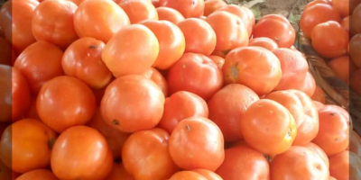 Jesteśmy uznanymi producentami pomidorów. Nasze produkty to wyłącznie ekologiczne