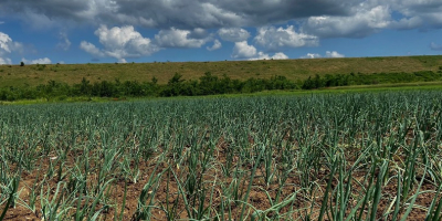 Sprzedam cebulę rumuńską - zbiór 2023 żółto-czerwony