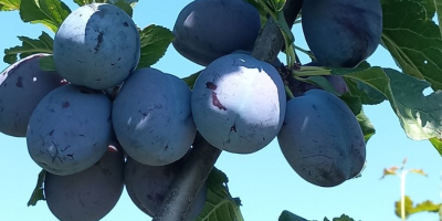 I will sell a plum, variety Lipotyk. 60 tons