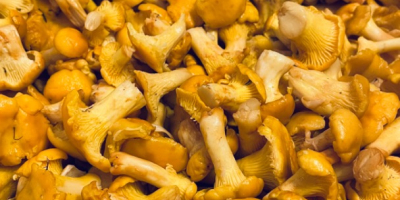 Świeże grzyby z tyrolskich górskich lasów. Ręcznie zbierane, małe