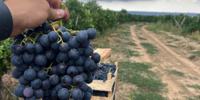 Winogrona najwyższej jakości - Panciu Zone Dostępne odmiany: Fetească