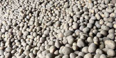 Sprzedam ziemniaki ilości tir(luz,big-bag) , rocznie ponad 3000 ton