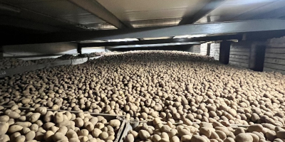 Sprzedam ziemniaki ilości tir(luz,big-bag) , rocznie ponad 3000 ton