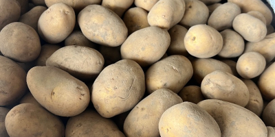 Sprzedam ziemniaki ilości tir(luz,big-bag) , rocznie ponad 3000 ton