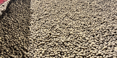 Sprzedam ziemniaki ilości tir(luz,big-bag) , rocznie ponad 3000 ton