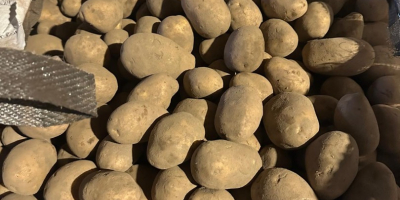 Sprzedam ziemniaki ilości tir(luz,big-bag) , rocznie ponad 3000 ton