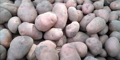 Sprzedam ziemniaki jadalne odmiana Vineta i Bellarosa pakowane w