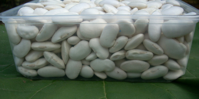 fasola biała Jaś,wyprodukowana metodami ekologicznymi,65-75 szt/kg,opakowanie worek 25 kg