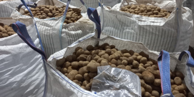 Potatoes for sale: Size +50. Sewn bags of 10kg,