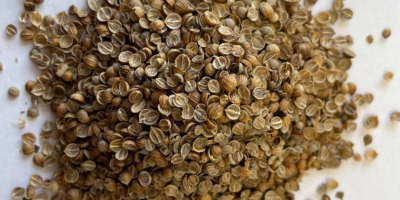 Całe nasiona kolendry Pochodzenie: Bułgaria Czystość: min. 99,00% Nasiona